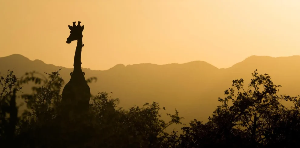 Africa